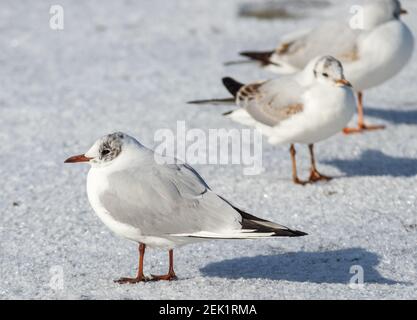 Il gruppo dei gabbiani comuni (Larus canus) su ghiaccio. Giorno invernale soleggiato Foto Stock