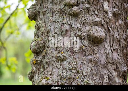 Immagine di una corteccia malata dell'albero della mela Foto Stock