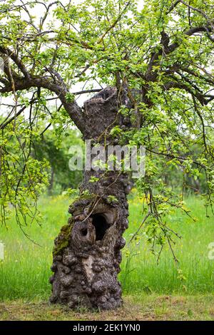 Immagine di una corteccia malata dell'albero della mela Foto Stock