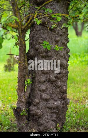 Immagine di una corteccia malata dell'albero della mela Foto Stock