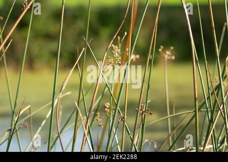 erba paludosa isolata che cresce vicino al fiume con blu acqua sullo sfondo Foto Stock