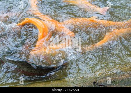 Trota arcobaleno dorata su una fattoria di pesce che spruzzi in acqua. I pesci sono alla ricerca di cibo, saltando fuori dall'acqua. Foto Stock