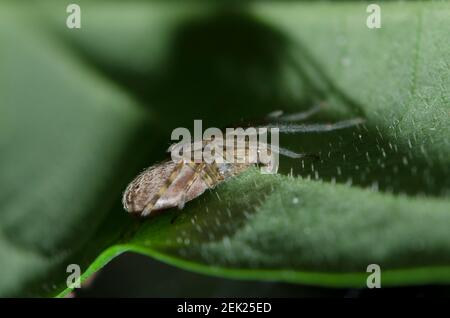 Pseudo Orb Web Spider, Fecenia sp, con ombra sulla foglia, Klungkung, Bali, Indonesia Foto Stock