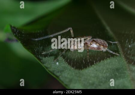 Pseudo Orb Web Spider, Fecenia sp, on leaf, Klungkung, Bali, Indonesia Foto Stock
