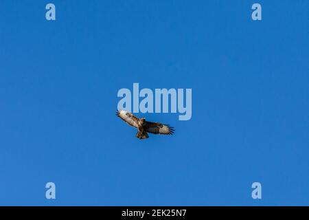 Buzzard circling nel cielo alla ricerca di cibo Foto Stock