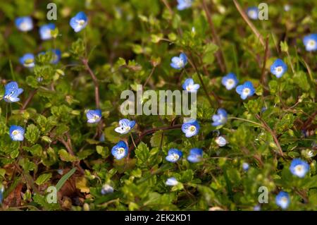 Creeping Speedwell - Veronica filiformis , Cazals, Francia Foto Stock