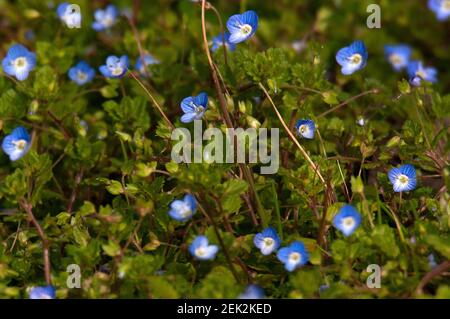 Creeping Speedwell - Veronica filiformis , Cazals, Francia Foto Stock