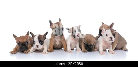 adorabile famiglia di sette piccoli cuccioli di bulldog francesi che guardano a lato, giù, seduto e adagiato su sfondo bianco in studio Foto Stock