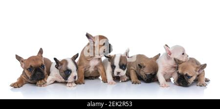 bel gruppo di sette piccoli cuccioli che guardano da un lato e dall'altro seduta isolata su sfondo bianco in studio Foto Stock