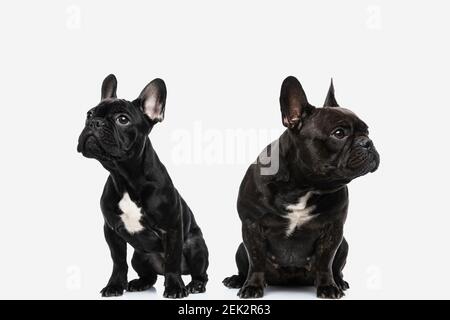 due cani da bulldog francesi sconvolto che si ignorano l'un l'altro, guardando in diversi modi su sfondo bianco Foto Stock