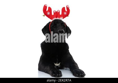 adorabile labrador retriever cane indossando corna rosse renna e posa giù su sfondo bianco Foto Stock