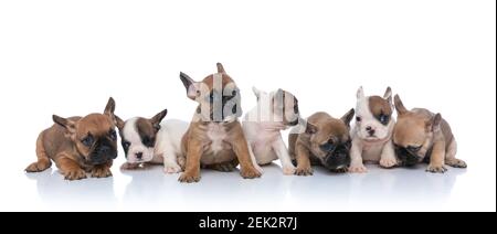 gruppo dolce di animali domestici che sniffing e guardando a lato, seduto e adagiato isolato su sfondo bianco in studio Foto Stock