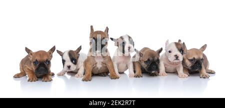 adorabile squadra di sette cuccioli che si stendono, seduti e guardando a lato isolato su sfondo bianco in studio Foto Stock