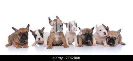 carino squadra di sette piccoli cani che guardano a lato, che si stendono e si siedono isolati su sfondo bianco in studio Foto Stock