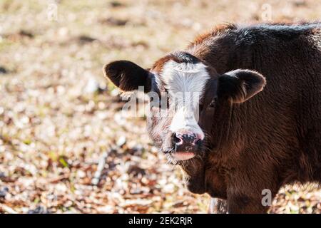 Carino vitello angus crossbred con una faccia blaze gira per guardare la fotocamera con bokeh spazio negativo a sinistra per la copia. Foto Stock