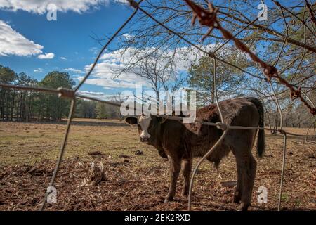 Carino vitello angus crossbred guarda indietro la macchina fotografica attraverso una recinzione di filo in una bella giornata invernale in Alabama. Foto Stock