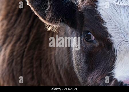 Estremo primo piano di un carino vitello nero baldy con un occhio e orecchio visibile e spazio negativo per la copia. Foto Stock