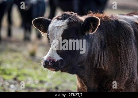 Profilo di un simpatico vitello angus crossbred con una faccia blaze che sta guardando la fotocamera. Foto Stock