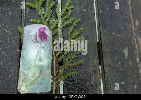 pezzo di ghiaccio in esso fiore congelato, ramo verde su sfondo di legno. Foto di alta qualità Foto Stock