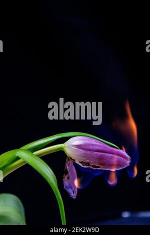 Tulipani 1 e 2 in fiamme Foto Stock