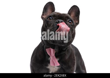 ritratto di un simpatico cane da corrida francese che gli lecca il naso e indossare viscere rosa su sfondo bianco Foto Stock