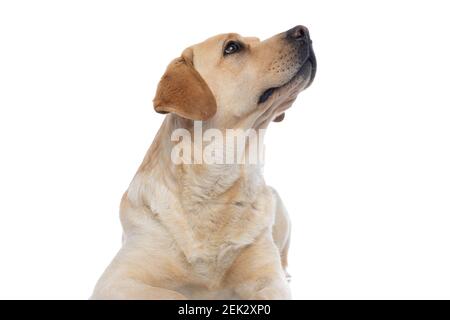 adorabile labrador retriever cane guardando via e di essere indifferente contro sfondo bianco Foto Stock