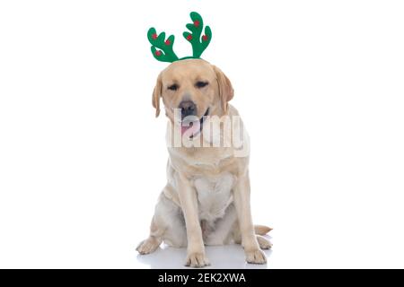 adorabile labrador retriever cane sensazione sfinito e indossare corna di cervo su sfondo bianco Foto Stock