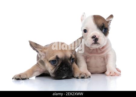 un cane da corrida francese sdraiato, si sente sfinito mentre l'altro sta guardando la macchina fotografica Foto Stock