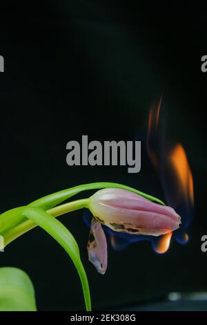 Tulipani 1 e 2 in fiamme Foto Stock