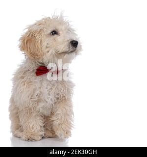 piccolo cane caniche guardando via e sognando qualcosa, indossando un bowtie rosso Foto Stock