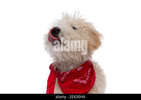 carino cane caniche leccando il naso e indossando bandana rossa su sfondo bianco Foto Stock