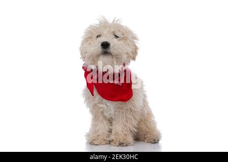 piccolo cane caniche seduta su sfondo bianco e con un bandana rossa Foto Stock