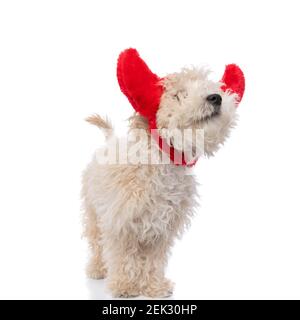 carino cane caniche che indossa corna diaboliche rosse e in piedi contro sfondo bianco Foto Stock