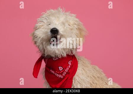 piccolo cane caniche abbaiare alla macchina fotografica e indossare un bandana rossa su sfondo rosa Foto Stock