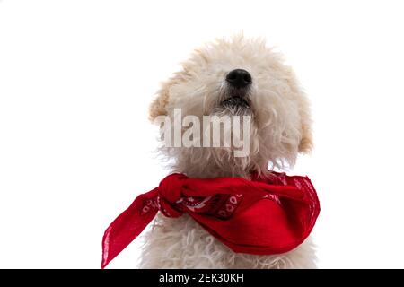 piccolo cane caniche guardando in su e indossando una bandana rossa su sfondo bianco Foto Stock