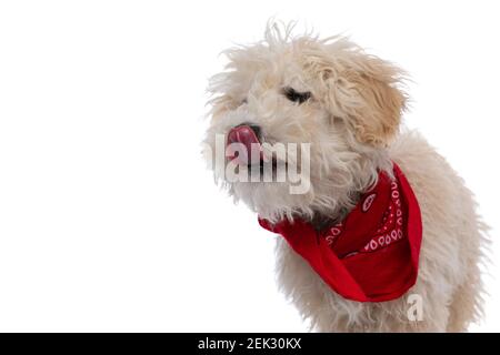 cane caniche leccando il naso e indossando un rosso bandana su sfondo bianco Foto Stock