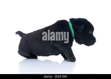 vista laterale dell'adorabile cucciolo di labrador retriever con colletto verde intorno al collo camminando isolato su sfondo bianco in studio Foto Stock