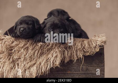 carina famiglia di cuccioli labrador retriever riposati in accogliente scatola di legno furry, guardando intorno e posando su sfondo beige in studio Foto Stock