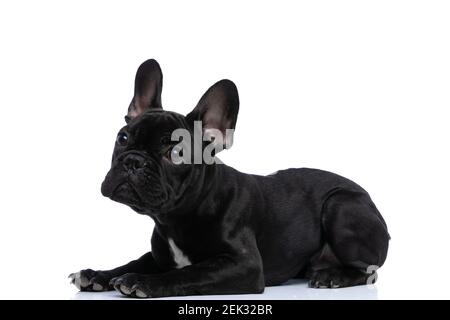 vista laterale dell'adorabile cucciolo francese del bulldog che guarda in alto e stendendo isolato su sfondo bianco in studio Foto Stock