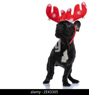 carino piccolo cucciolo di bulldog francese con archetto di renna che guarda in su e in piedi isolati su sfondo bianco in studio Foto Stock