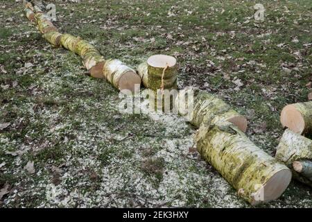 Un albero di betulla tagliato, tagliato a pezzi, sdraiato su un prato Foto Stock