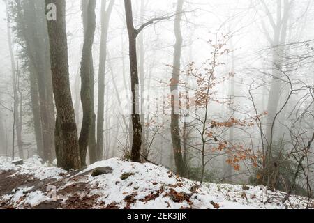 Sottobosco vicino al castello di Haut-Koenigsbourg, nella neve e nebbia in inverno, Alsazia, Francia Foto Stock