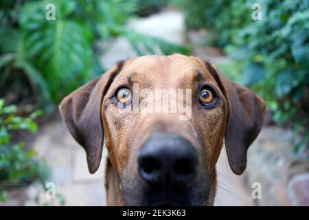 Primo piano di un grande cane marrone che guarda la macchina fotografica Foto Stock