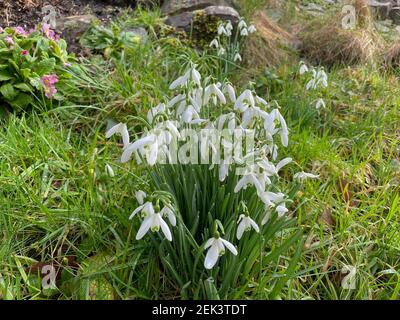 Primo piano di un gruppo di Snowdrops bianchi selvatici in fiore d'inverno (Galanthus) che crescono su una banca erbosa in un giardino nel Devon rurale, Inghilterra, Regno Unito Foto Stock