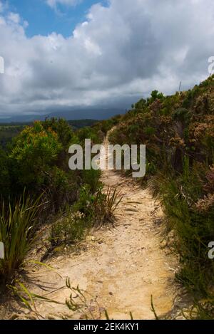 Sentiero nel Garden Route National Park, Tsitsikamma Sezione, vicino al fiume tempeste, Capo Orientale, Sud Africa Foto Stock