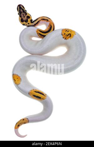 Vista dall'alto del giovane Piebald Ball Python aka Python Regio serpente. Molto alto su bianco con pulsante come giallo con punti o punti neri. Isolato su un bianco Foto Stock