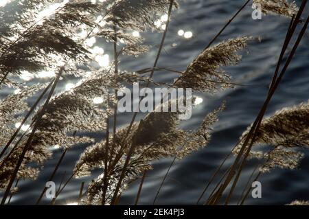 Pumes reed di nuovo illuminati su una riva del fiume in inverno A Nijmegen Paesi Bassi alla fine dell'inverno Foto Stock