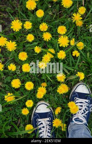 gambe femminili in gioventù scarpe sportive su erba verde tra i dandelioni gialli. camminare, stile di vita sano, energia della natura, relax, libertà. Vista da ab Foto Stock