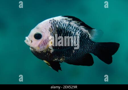 Dascyllus, Dascyllus trimaculatus, con mutazione piebald, sito di immersione Lone Tree, Dili, Timor Est Foto Stock