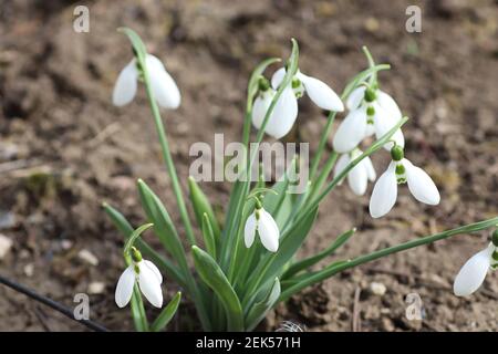 un bouquet di gocce di neve bianche nel terreno Foto Stock
